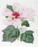 Hibiskus der Sümpfe - Sydenham Edwards — Ansicht des Kunstwerks
