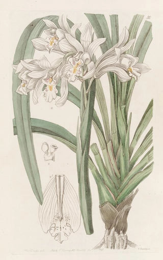 Sydenham Edwards - Masters Cymbid.webp