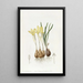 Sternbergia safranée des prés - Sydenham Edwards — gerahmtes Bild an der Wand