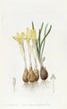 Sternbergia safranée des prés - Sydenham Edwards — Ansicht des Kunstwerks