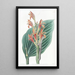 Canna de Mendoza - Sydenham Edwards — gerahmtes Bild an der Wand
