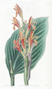 Canna de Mendoza - Sydenham Edwards — Ansicht des Kunstwerks