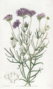 Gilia à feuilles de millefeuille - Sydenham Edwards — Ansicht des Kunstwerks