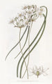 Hespéroscordum blanc laiteux - Sydenham Edwards — Ansicht des Kunstwerks