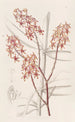 Renanthera du matin - Sydenham Edwards — Ansicht des Kunstwerks
