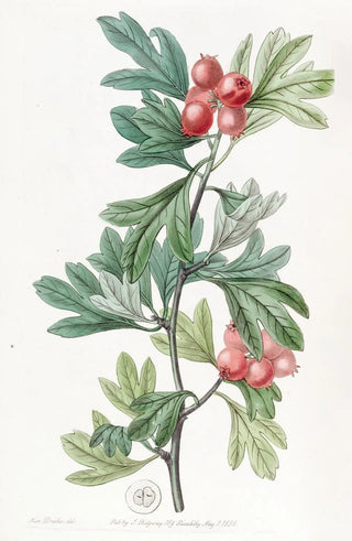 Sydenham Edwards - Morocco Hawthorn.webp