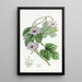 M. Aiton - Sydenham Edwards — gerahmtes Bild an der Wand