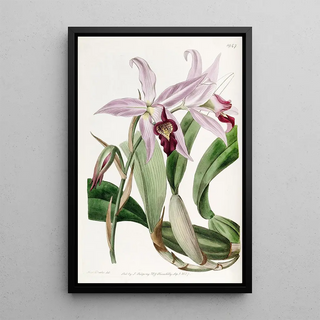 Sydenham Edwards - Mr Barkers variety of Laelia anceps.webp