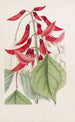 Erythrina-Gemälde von M. Bidwill - Sydenham Edwards — Ansicht des Kunstwerks