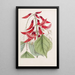 Erythrina-Gemälde von M. Bidwill - Sydenham Edwards — gerahmtes Bild an der Wand