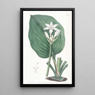 Sydenham Edwards - Mr Cunninghams Eurycles.webp