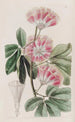 Inga de M. Harris - Sydenham Edwards — Ansicht des Kunstwerks