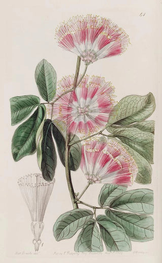 Sydenham Edwards - Mr Harriss Inga.webp