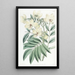 Cassia von M. Herbert - Sydenham Edwards — gerahmtes Bild an der Wand