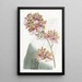 M. Lance - Sydenham Edwards — gerahmtes Bild an der Wand