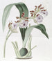 M. Mackay's Eulophia - Sydenham Edwards — Ansicht des Kunstwerks