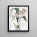 M. Mackay's Eulophia - Sydenham Edwards — gerahmtes Bild an der Wand