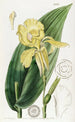 M. Reeves - Sydenham Edwards Kunstdruck des Balisier-Gemäldes — Ansicht des Kunstwerks