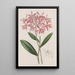 Epidendrum von M. Schomburgk - Sydenham Edwards — gerahmtes Bild an der Wand