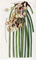 Maxillaria de M. Steels - Sydenham Edwards — Ansicht des Kunstwerks