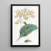 Calceolaria von M. W. Herbert - Sydenham Edwards — gerahmtes Bild an der Wand