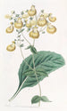 Calceolaria von M. W. Herbert - Sydenham Edwards — Ansicht des Kunstwerks