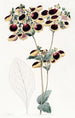Calceolaria von M. Young - Sydenham Edwards — Ansicht des Kunstwerks