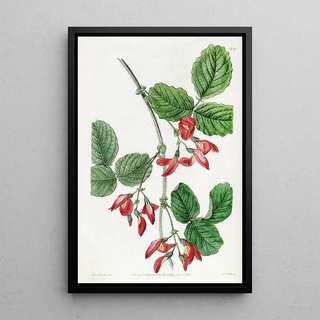 Sydenham Edwards - Mrs Marryats Kennedya.webp