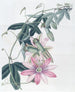 Mme Marryats Taxonia - Sydenham Edwards — Ansicht des Kunstwerks