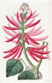 Erythrine mit nackten Blüten - Sydenham Edwards — Ansicht des Kunstwerks