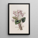 Cyclamen napolitain - Sydenham Edwards — gerahmtes Bild an der Wand