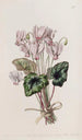 Cyclamen napolitain - Sydenham Edwards — Ansicht des Kunstwerks