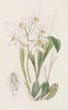 Coelogyne mit ockerfarbenen Flecken - Sydenham Edwards — Ansicht des Kunstwerks
