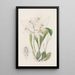 Coelogyne mit ockerfarbenen Flecken - Sydenham Edwards — gerahmtes Bild an der Wand