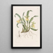 Oncidium à une fleur - Sydenham Edwards — gerahmtes Bild an der Wand