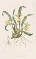 Oncidium à une fleur - Sydenham Edwards — Ansicht des Kunstwerks