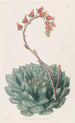 Echeveria unilaterale - Sydenham Edwards — Ansicht des Kunstwerks