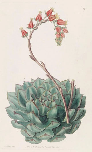 Sydenham Edwards - Onesided Echeveria.webp