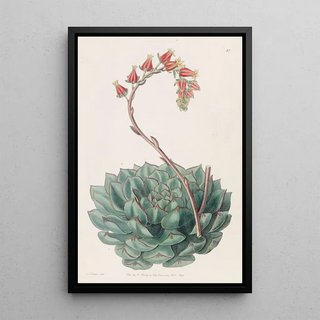 Sydenham Edwards - Onesided Echeveria.webp