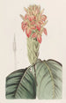 Aphelandra orange - Sydenham Edwards — Ansicht des Kunstwerks