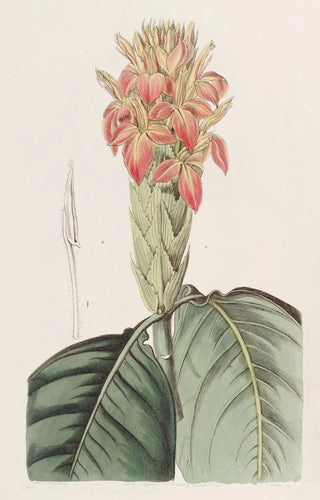 Sydenham Edwards - Orange Aphelandra.webp