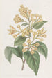 Cestrum orangé - Sydenham Edwards — Ansicht des Kunstwerks