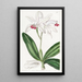 Cattleya intermediär mit hellen Blüten - Sydenham Edwards — gerahmtes Bild an der Wand