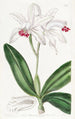 Cattleya intermediär mit hellen Blüten - Sydenham Edwards — Ansicht des Kunstwerks