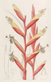 Vriesia à fleurs de perroquet - Sydenham Edwards — Ansicht des Kunstwerks