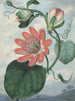 Blumen der Leidenschaft - Sydenham Edwards — Ansicht des Kunstwerks