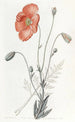 Mohn persisch - Sydenham Edwards — Ansicht des Kunstwerks