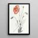 Mohn persisch - Sydenham Edwards — gerahmtes Bild an der Wand
