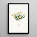 Oncidium pygmée - Sydenham Edwards — gerahmtes Bild an der Wand