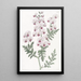 Schizanthus penné - Sydenham Edwards — gerahmtes Bild an der Wand